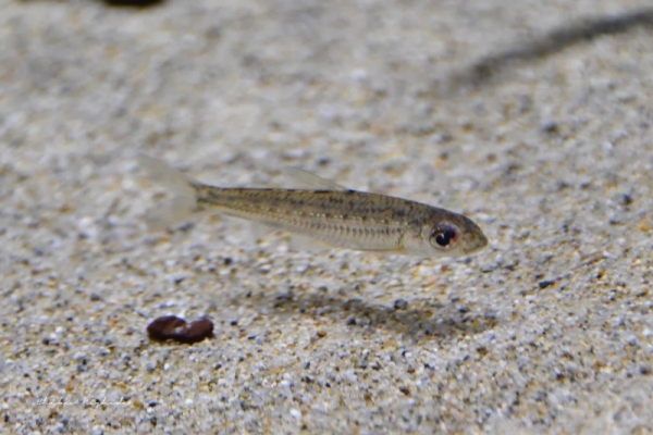 20260516fishes-8