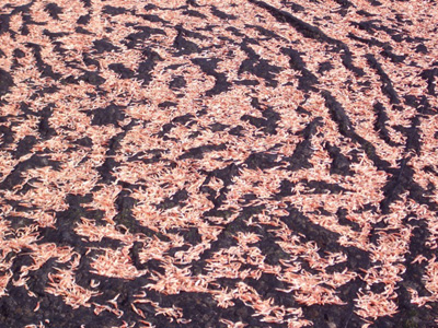 桜えびも漁
