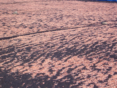桜えびも漁