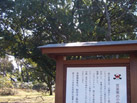 巽櫓と紅葉山庭園