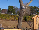 巽櫓と紅葉山庭園