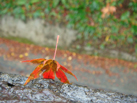 高尾紅葉