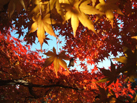 高尾紅葉