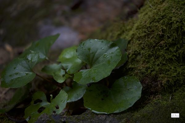ファイル名: D75_2795.jpg
ファイルサイズ: 29.3KB D75_2795