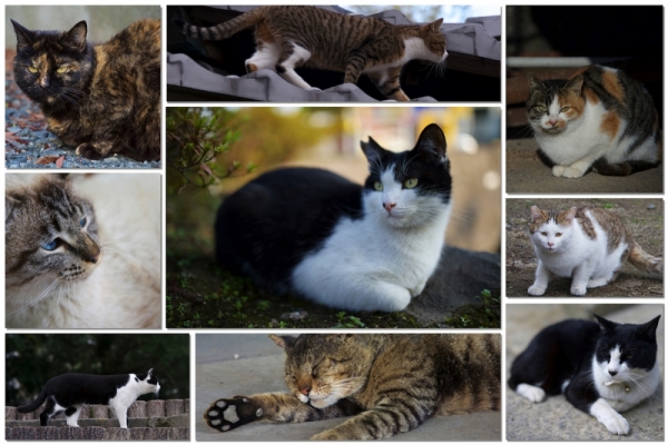ファイル名: cats.jpg
ファイルサイズ: 480KB
→クリックで元のサイズを表示 cats