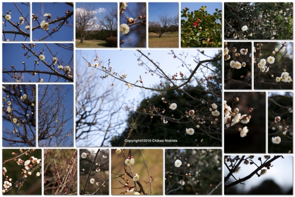 ファイル名: plum.jpg
ファイルサイズ: 591.2KB
→クリックで元のサイズを表示 plum