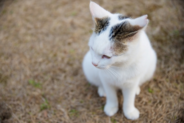 ファイル名: 800_4075.jpg
ファイルサイズ: 365.5KB
→クリックで元のサイズを表示 800_4075