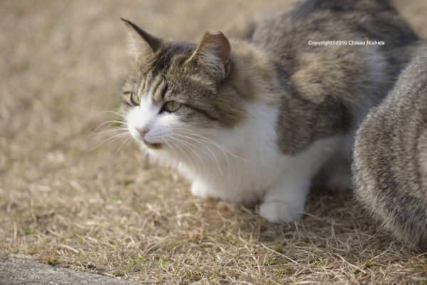 ファイル名: D60_1908.jpg
ファイルサイズ: 455KB
→クリックで元のサイズを表示 D60_1908