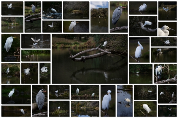 ファイル名: birds.jpg
ファイルサイズ: 493.8KB
→クリックで元のサイズを表示 birds