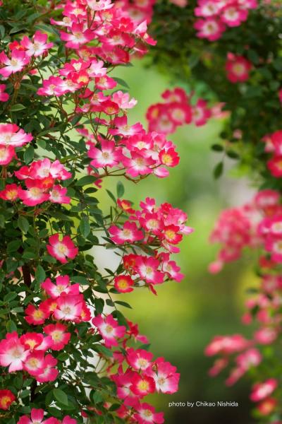 ファイル名: roses.jpg
ファイルサイズ: 50KB roses