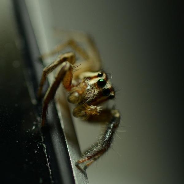 ファイル名: DSC_7010.jpg
ファイルサイズ: 212.7KB
→クリックで元のサイズを表示 SPIDER