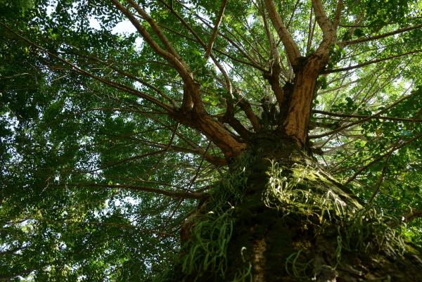 OLD TREE IN SUMMER