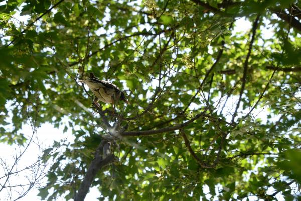 A BIRD IN THE TREE