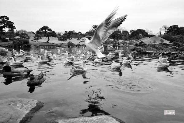 ファイル名: birds.jpg
ファイルサイズ: 393.4KB
→クリックで元のサイズを表示 birds