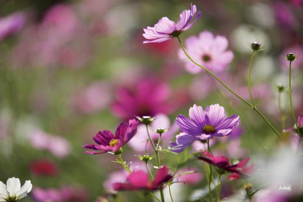 ファイル名: 800_8463.jpg
ファイルサイズ: 710.8KB
→クリックで元のサイズを表示 800_8463