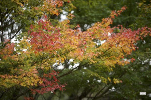 ファイル名: 800_9462.jpg
ファイルサイズ: 1.03MB
→クリックで元のサイズを表示 800_9462