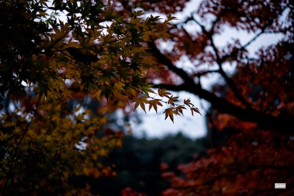 ファイル名: D60_2458.jpg
ファイルサイズ: 907.3KB
→クリックで元のサイズを表示 D60_2458