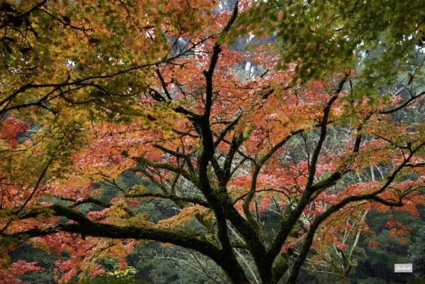 ファイル名: D60_2472.jpg
ファイルサイズ: 1.42MB
→クリックで元のサイズを表示 D60_2472