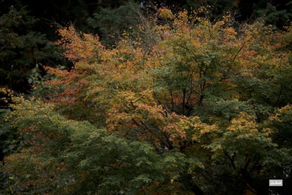 ファイル名: D75_8939.jpg
ファイルサイズ: 334.1KB
→クリックで元のサイズを表示 D75_8939