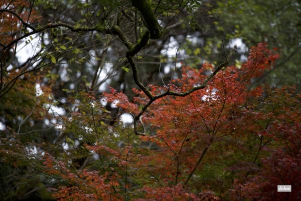 ファイル名: D75_8957.jpg
ファイルサイズ: 297.8KB
→クリックで元のサイズを表示 D75_8957