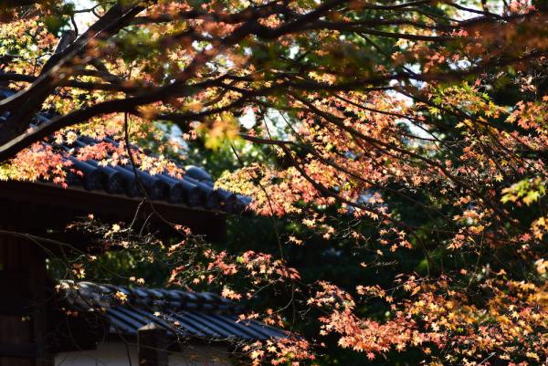 ファイル名: D75_9142.jpg
ファイルサイズ: 218.9KB
→クリックで元のサイズを表示 D75_9142