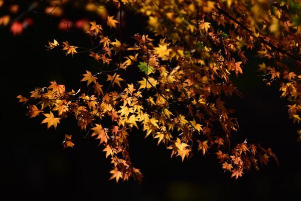 ファイル名: D75_9207.jpg
ファイルサイズ: 117.5KB
→クリックで元のサイズを表示 D75_9207
