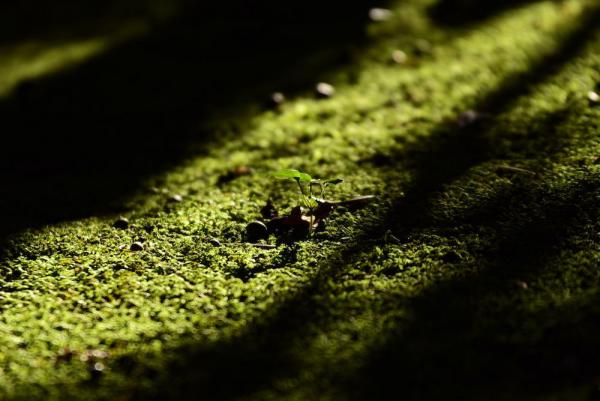 ファイル名: D75_9251.jpg
ファイルサイズ: 99.4KB
→クリックで元のサイズを表示 D75_9251
