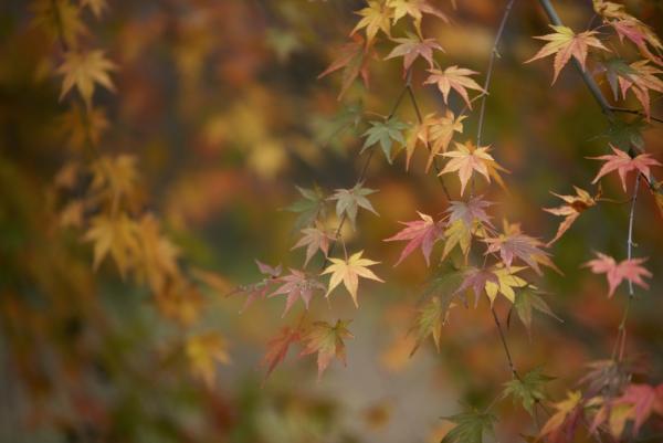 ファイル名: D75_0797.jpg
ファイルサイズ: 135.9KB
→クリックで元のサイズを表示 D75_0797