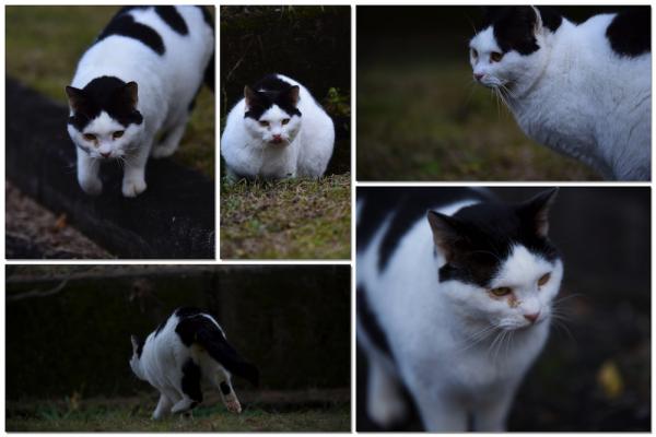 ファイル名: cat1.jpg
ファイルサイズ: 581KB
→クリックで元のサイズを表示 cat1