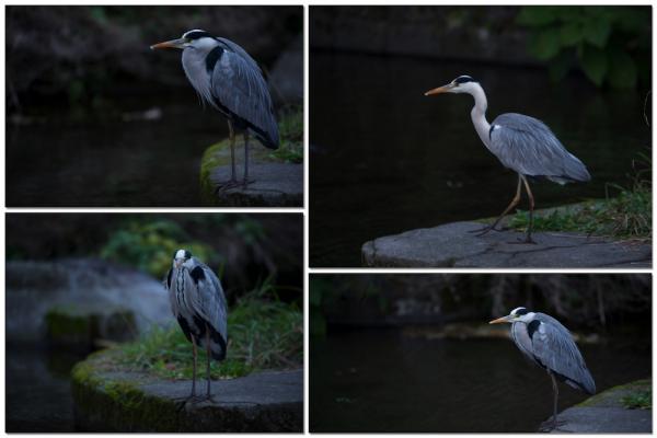 ファイル名: heron1.jpg
ファイルサイズ: 573.4KB
→クリックで元のサイズを表示 heron1