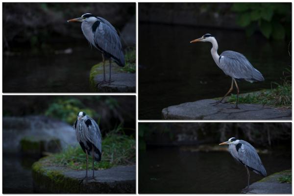 heron1