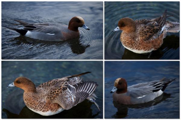 ファイル名: duck1.jpg
ファイルサイズ: 810.6KB
→クリックで元のサイズを表示 duck1