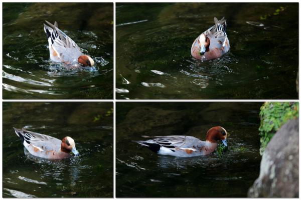 ファイル名: duck2.jpg
ファイルサイズ: 840.8KB
→クリックで元のサイズを表示 duck2