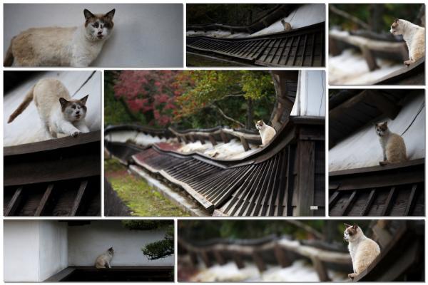 ファイル名: cat.jpg
ファイルサイズ: 744.5KB
→クリックで元のサイズを表示 cat