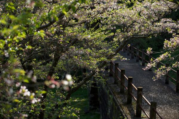 ファイル名: DFD_2728.jpg
ファイルサイズ: 1.31MB
→クリックで元のサイズを表示 DFD_2728