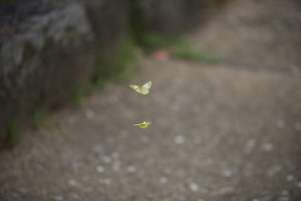 ファイル名: D75_3613.jpg
ファイルサイズ: 232.6KB
→クリックで元のサイズを表示 D75_3613