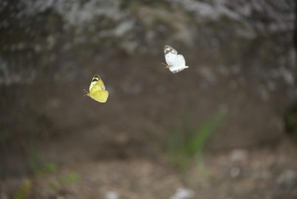 ファイル名: D75_3619.jpg
ファイルサイズ: 237.1KB
→クリックで元のサイズを表示 D75_3619