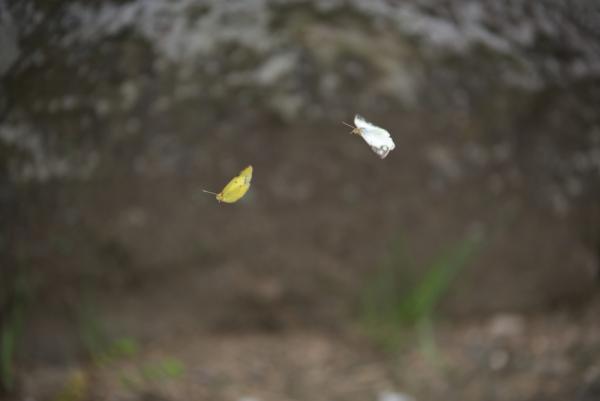 ファイル名: D75_3620.jpg
ファイルサイズ: 234.9KB
→クリックで元のサイズを表示 D75_3620
