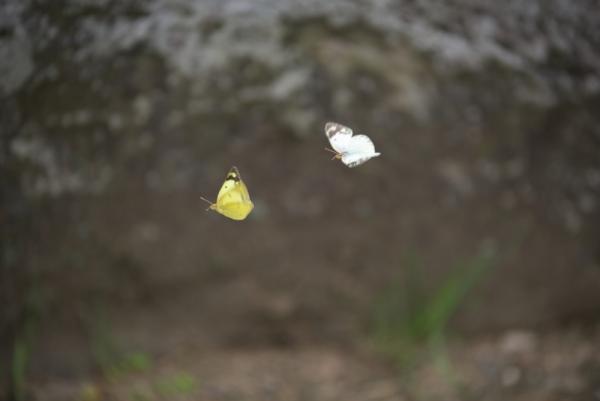 ファイル名: D75_3621.jpg
ファイルサイズ: 237.3KB
→クリックで元のサイズを表示 D75_3621