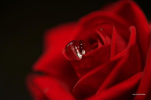 D800-60mm-f28-3