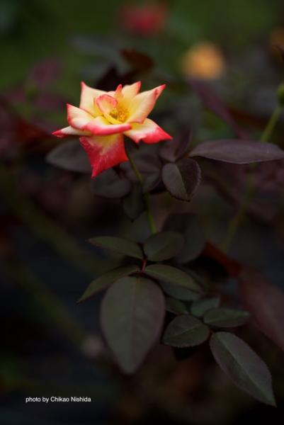ファイル名: D750-50mm-1.4-11.jpg
ファイルサイズ: 249.3KB
→クリックで元のサイズを表示 D750-50mm-14-11