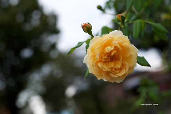 ファイル名: D750-50mm-1.4-7.jpg
ファイルサイズ: 106.8KB
→クリックで元のサイズを表示 D750-50mm-14-7