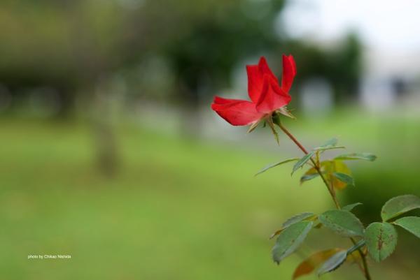 ファイル名: D750-50mm-1.4-8.jpg
ファイルサイズ: 86.3KB
→クリックで元のサイズを表示 D750-50mm-14-8
