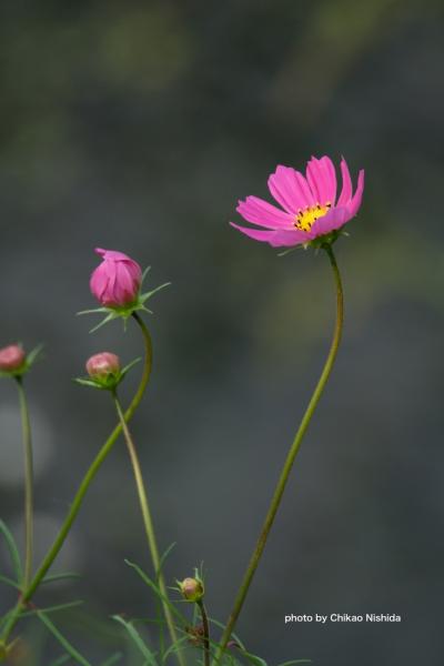 ファイル名: 500_5503.jpg
ファイルサイズ: 306.1KB
→クリックで元のサイズを表示 500_5503