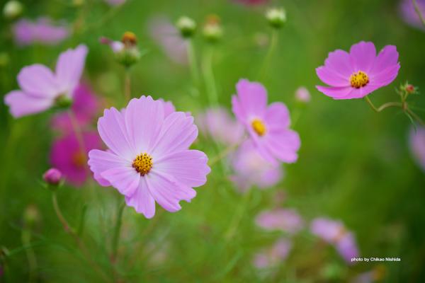 ファイル名: DFD_1707.jpg
ファイルサイズ: 692.8KB
→クリックで元のサイズを表示 DFD_1707