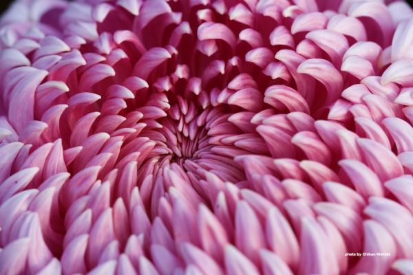 ファイル名: DFD_3906.jpg
ファイルサイズ: 196.6KB
→クリックで元のサイズを表示 DFD_3906