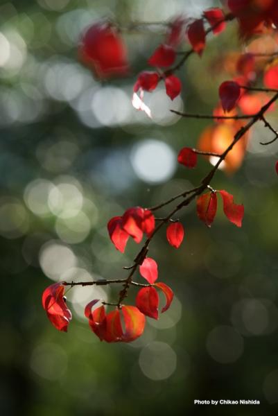 ファイル名: D75_3246.jpg
ファイルサイズ: 298.1KB
→クリックで元のサイズを表示 D75_3246