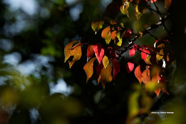 ファイル名: D75_3276.jpg
ファイルサイズ: 140KB
→クリックで元のサイズを表示 D75_3276