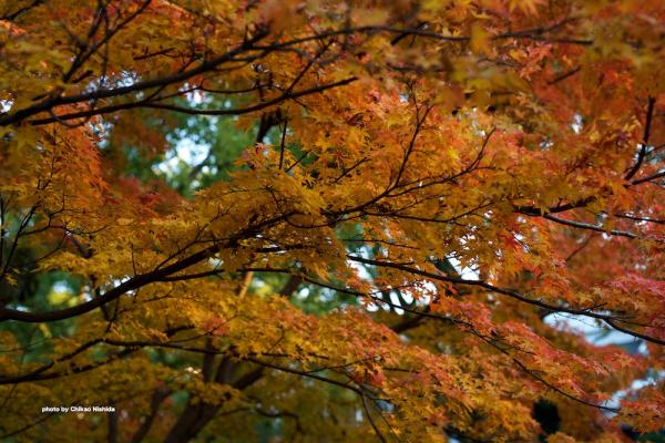 ファイル名: DFD_6331.jpg
ファイルサイズ: 340.2KB
→クリックで元のサイズを表示 DFD_6331