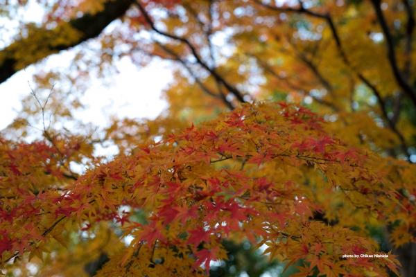 ファイル名: DFD_6396.jpg
ファイルサイズ: 242.3KB
→クリックで元のサイズを表示 DFD_6396